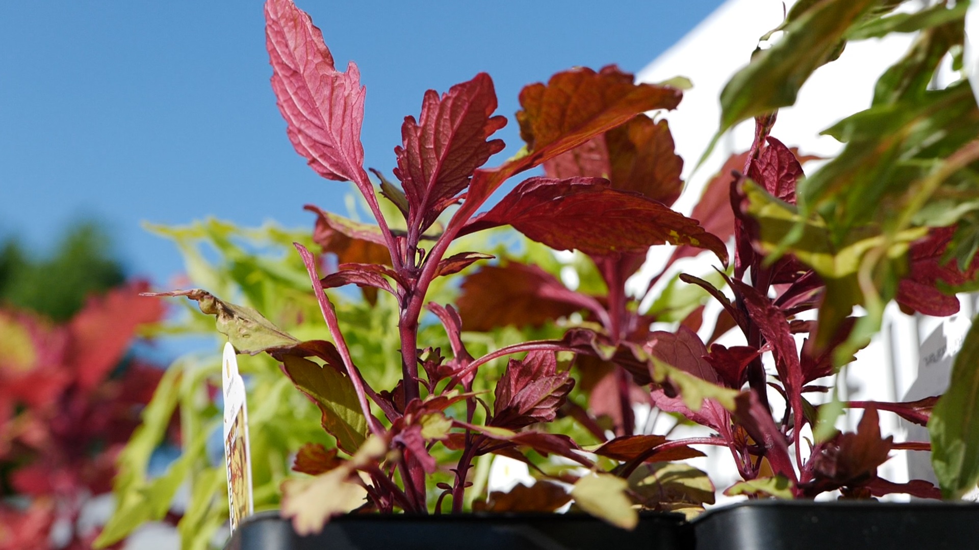 Get It Growing: Flamethrower coleus is latest Super Plant 